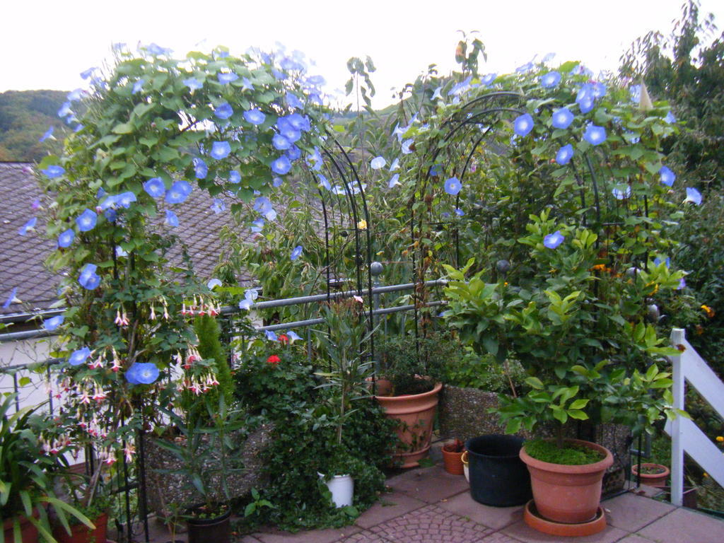 M. Lemmermeyer Neumagen-Dhron